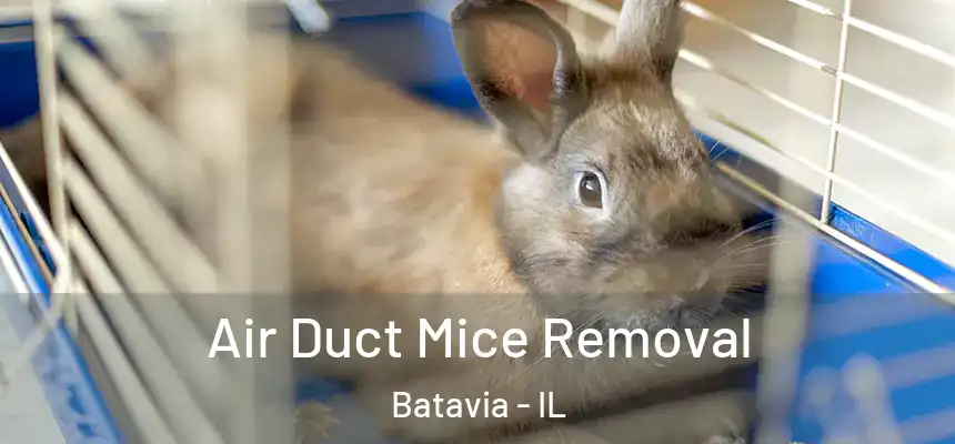  Air Duct Mice Removal Batavia - IL